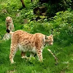 Bei Familie Liebl Апартаменты *