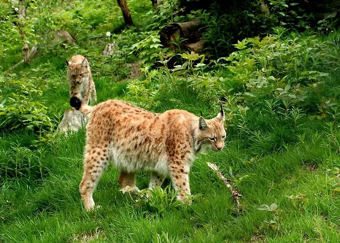 Bei Familie Liebl 公寓 *